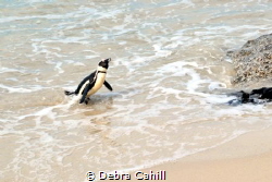 African Penguin - Heading Home - Boulders Beach South Africa by Debra Cahill 